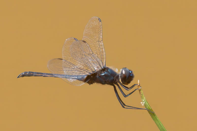 Idiataphe cubensis (Metallic Pennant) male-2.jpg